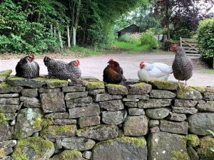 Farm stays - self-catering on working farms
