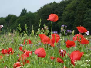 gardens to visit