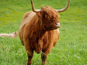 Highland cow